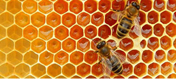 програма Бджільництво Рівне